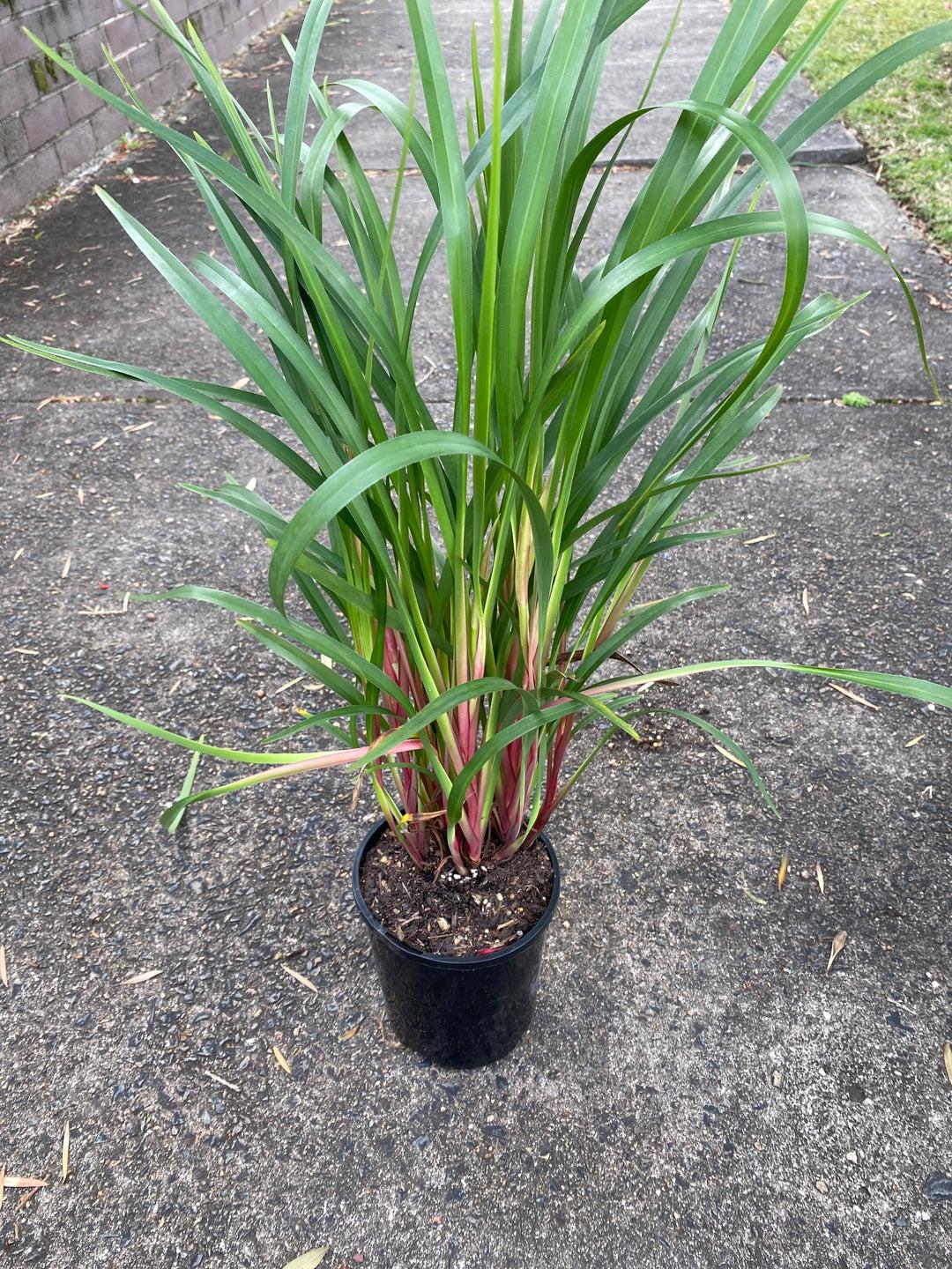 Dianella, Assorted - View 18 from www redcrocus com