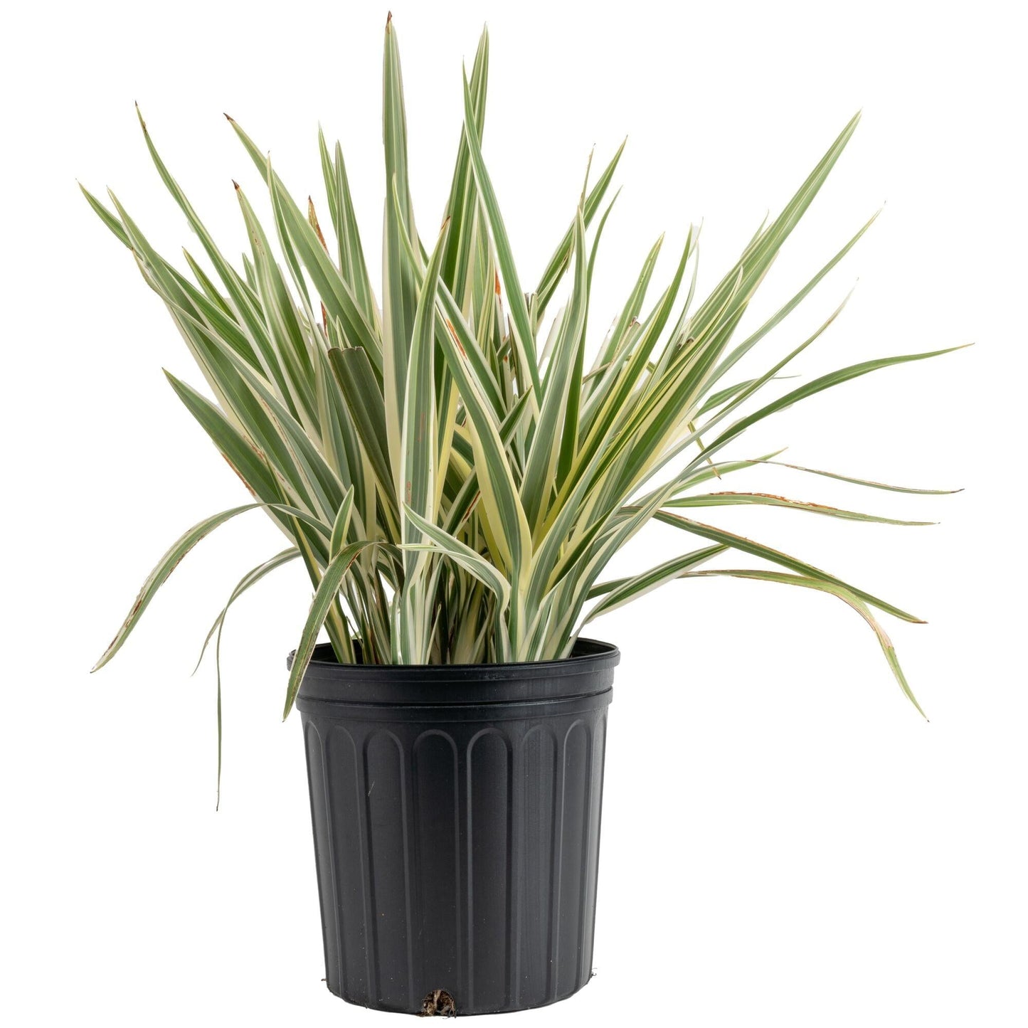 Dianella, Assorted - View 19 from www redcrocus com