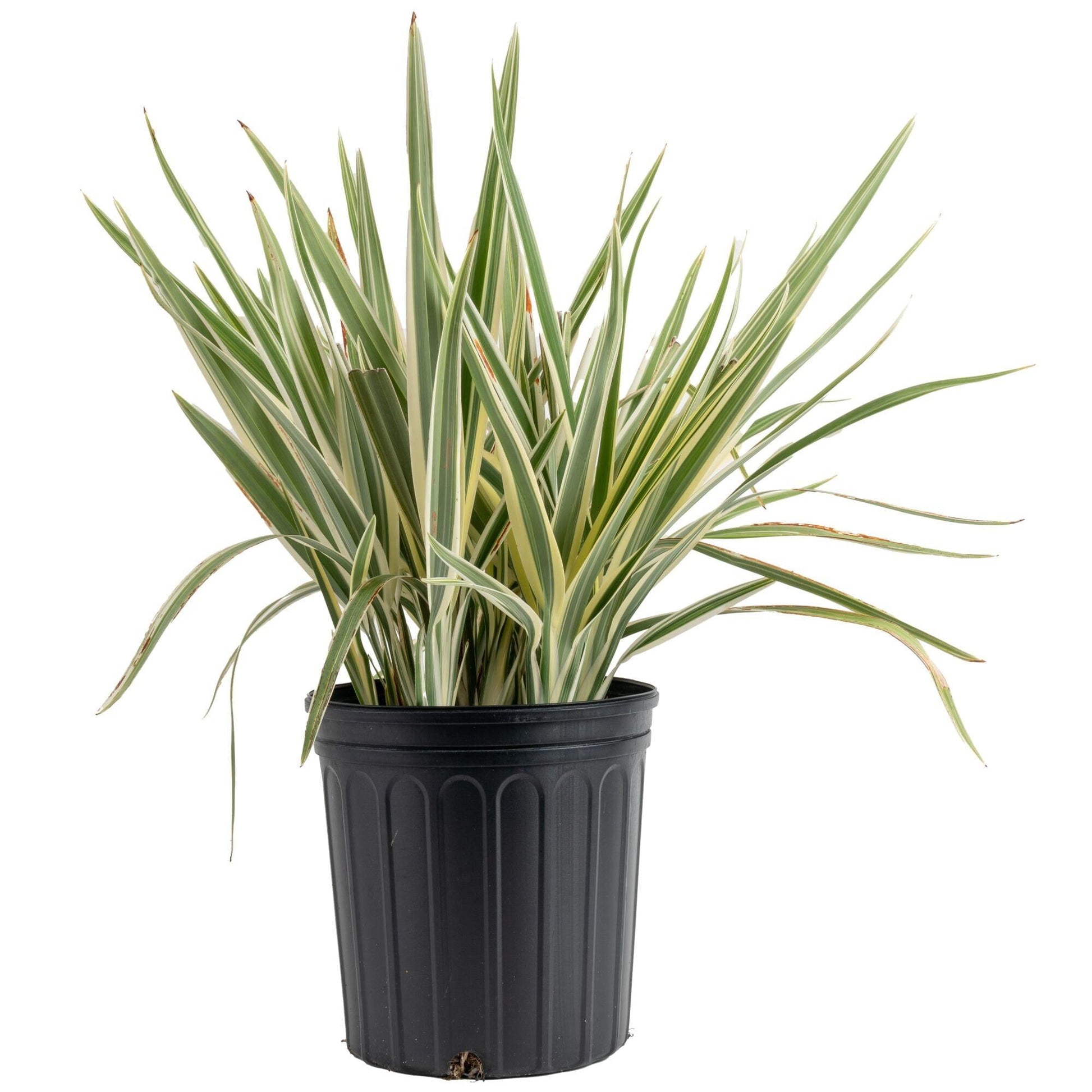 Dianella, Assorted - View 19 from www redcrocus com