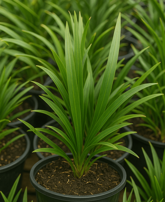 Dianella, Assorted - View 1 from www redcrocus com