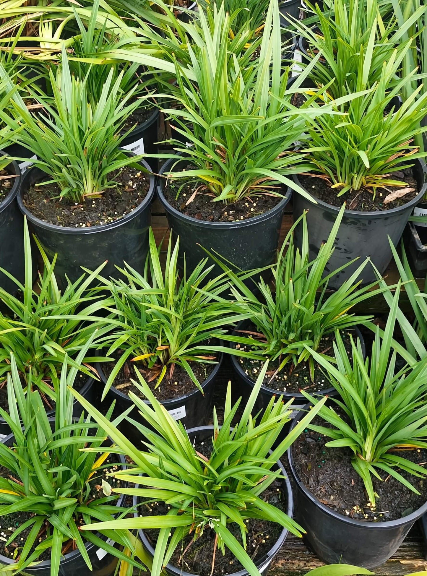 Dianella, Assorted - View 2 from www redcrocus com