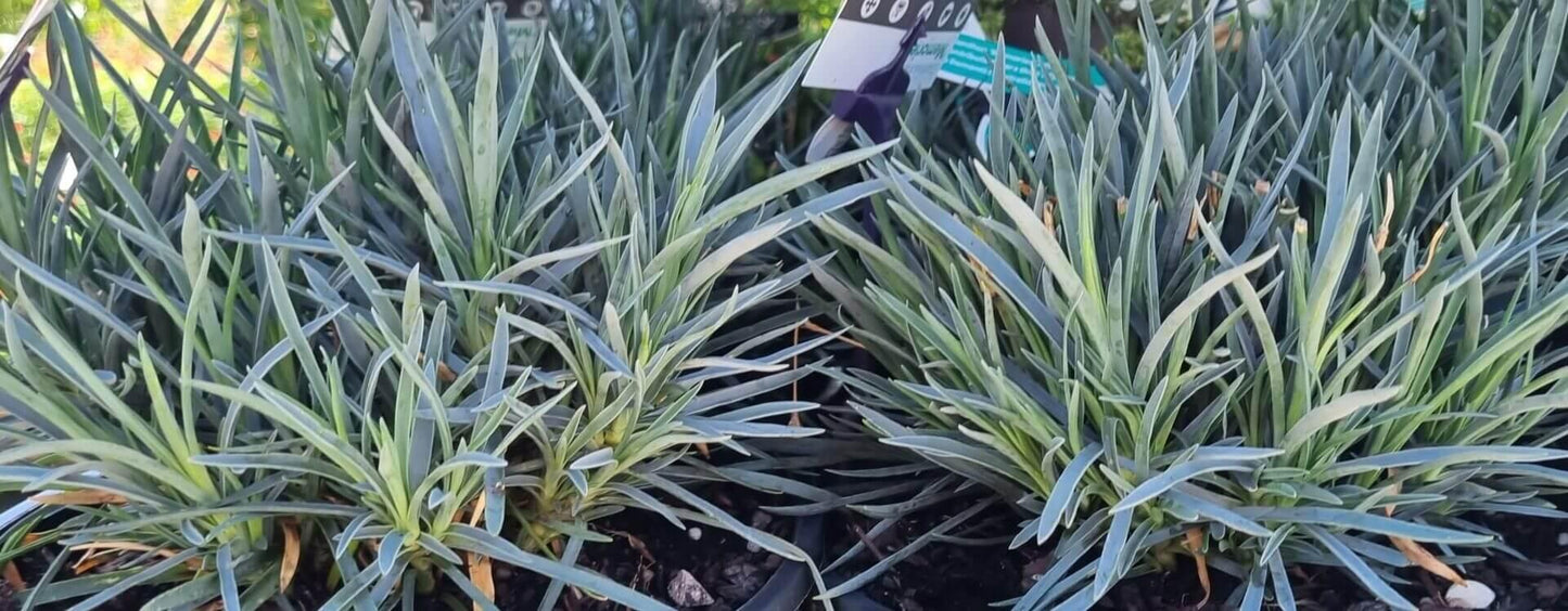 Dianella, Assorted - View 4 from www redcrocus com