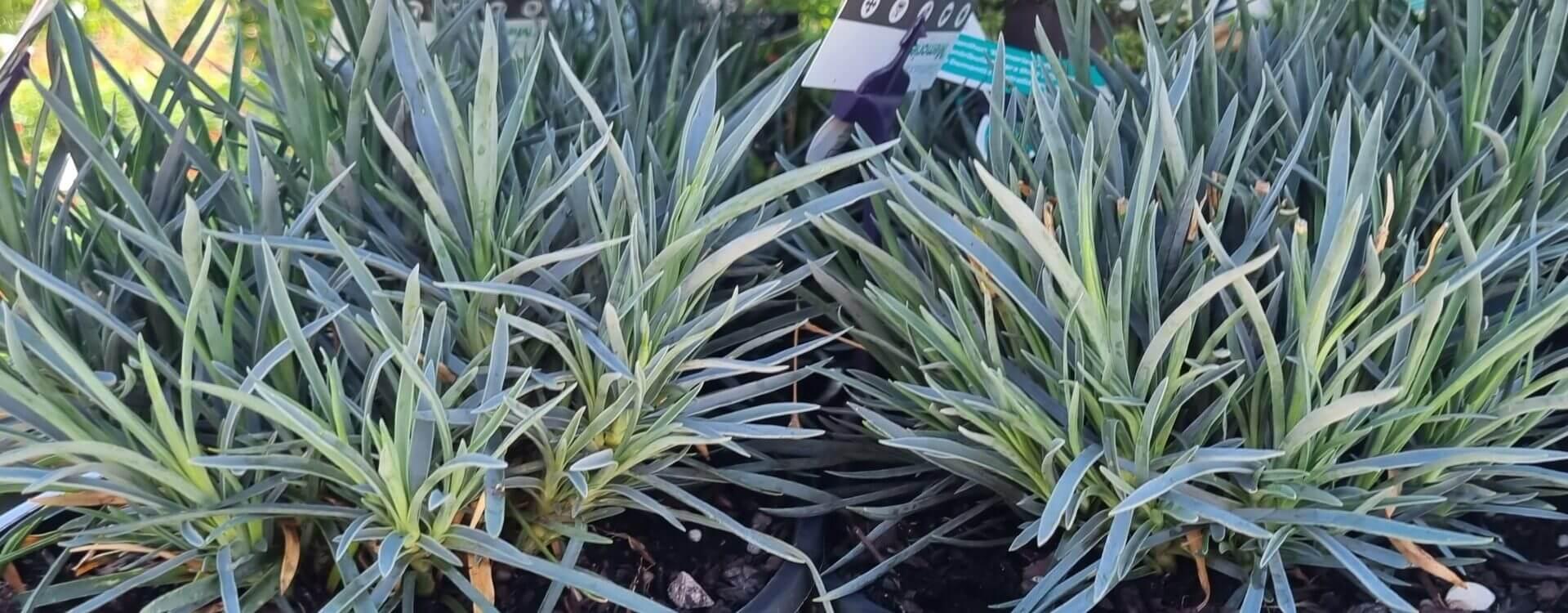 Dianella, Assorted - View 4 from www redcrocus com