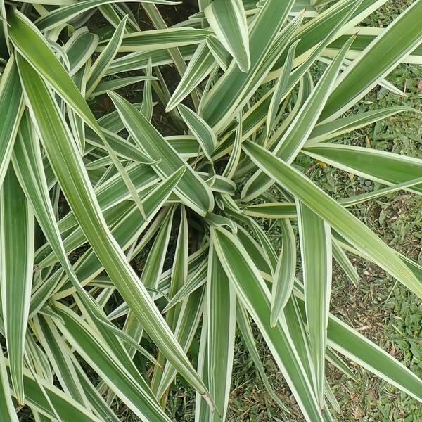 Dianella, Assorted - View 7 from www redcrocus com