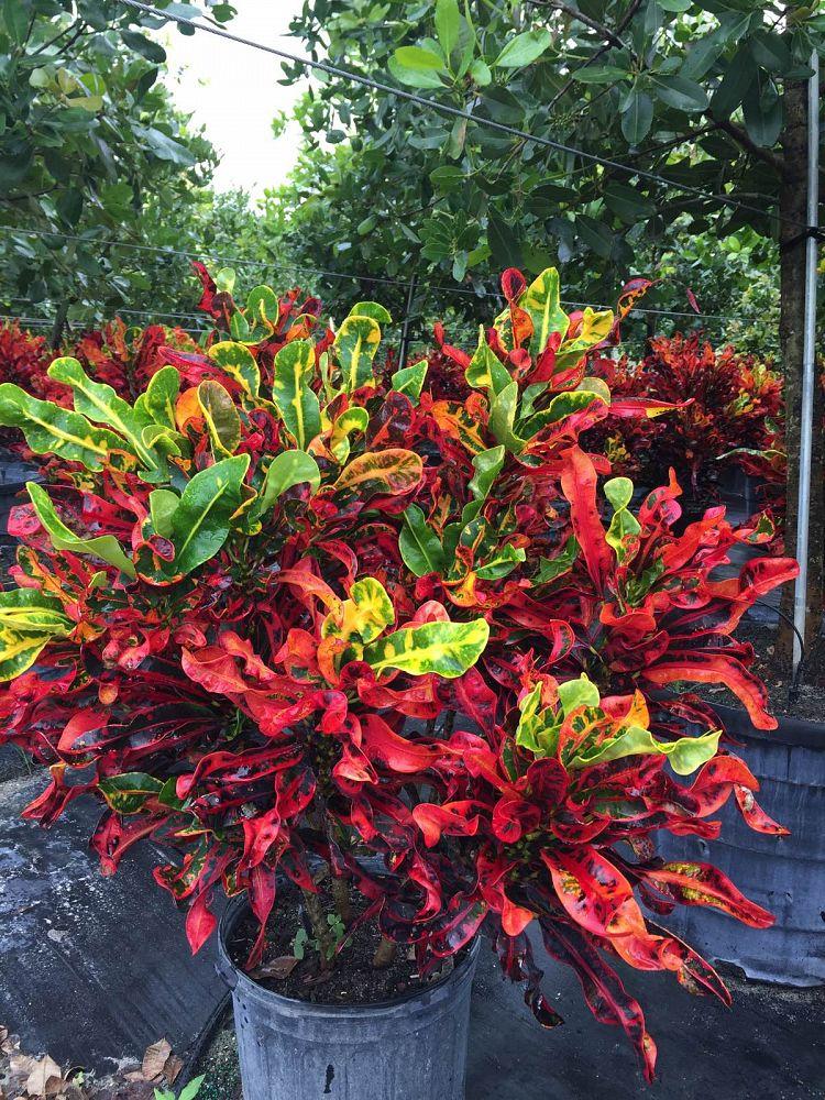 Croton Codiaeum Assorted - View 11 from www redcrocus com