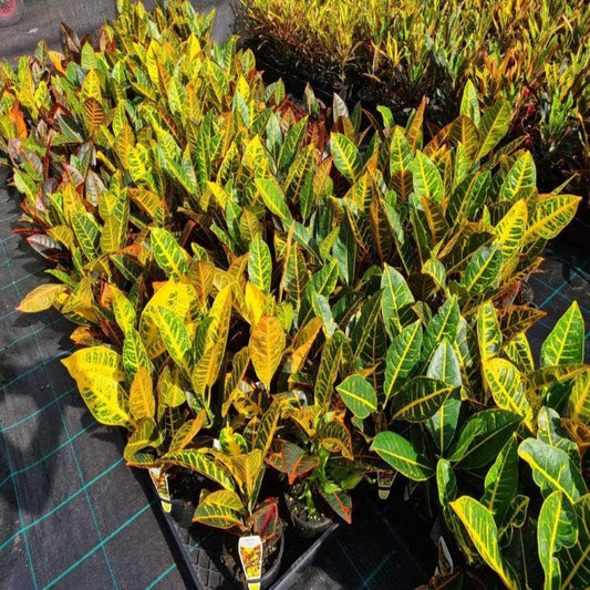 Croton Codiaeum Assorted - View 1 from www redcrocus com
