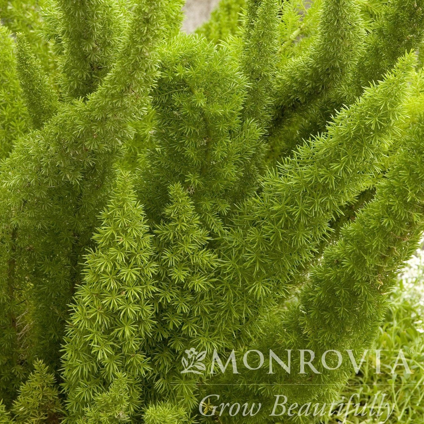 Fern Asparagus Densiflorus Myersii - View 11 from www redcrocus com