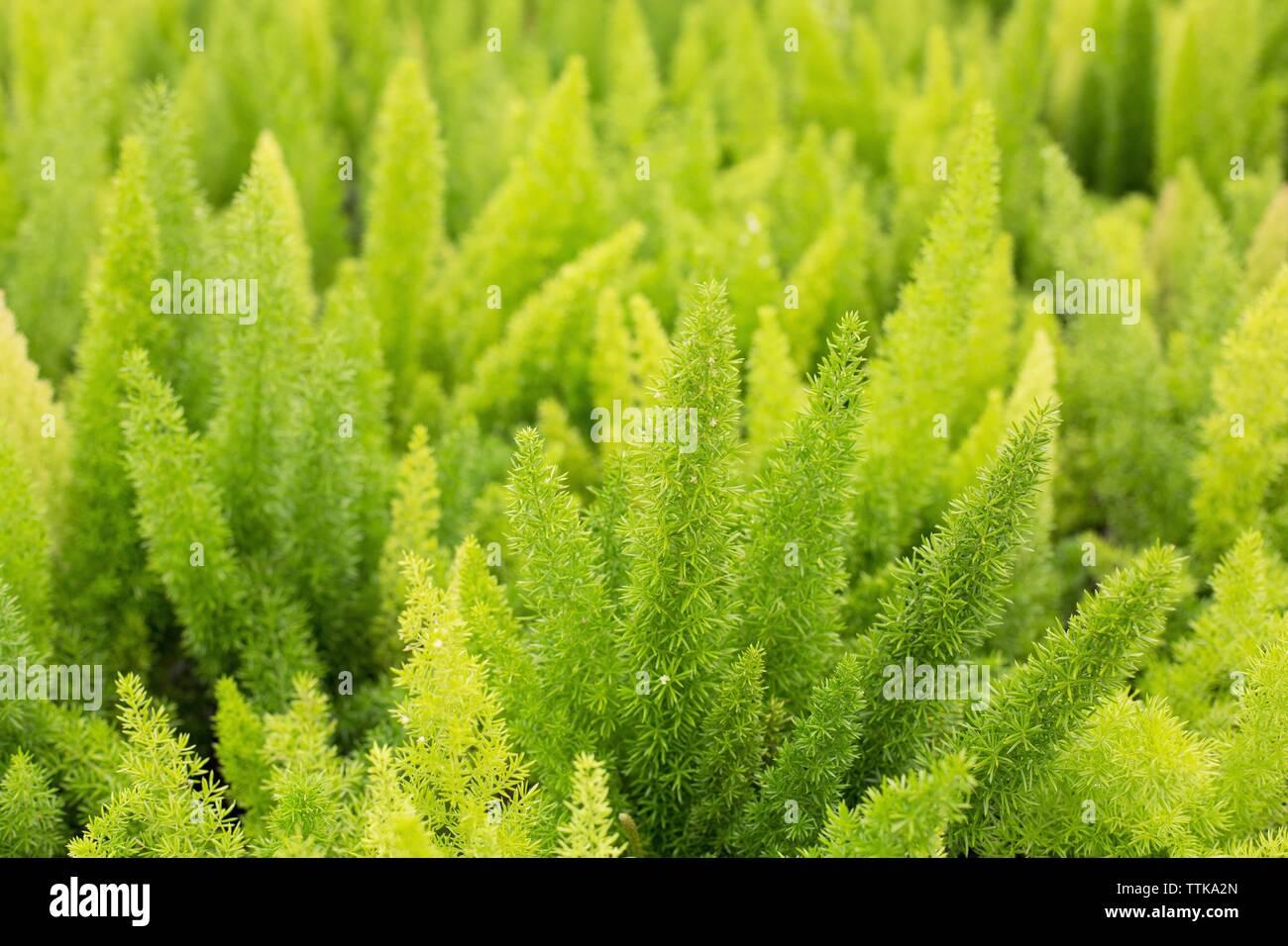 Fern Asparagus Densiflorus Myersii - View 12 from www redcrocus com