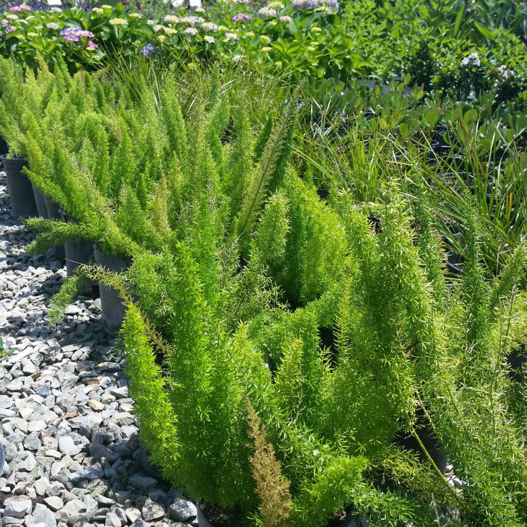Fern Asparagus Densiflorus Myersii - View 13 from www redcrocus com