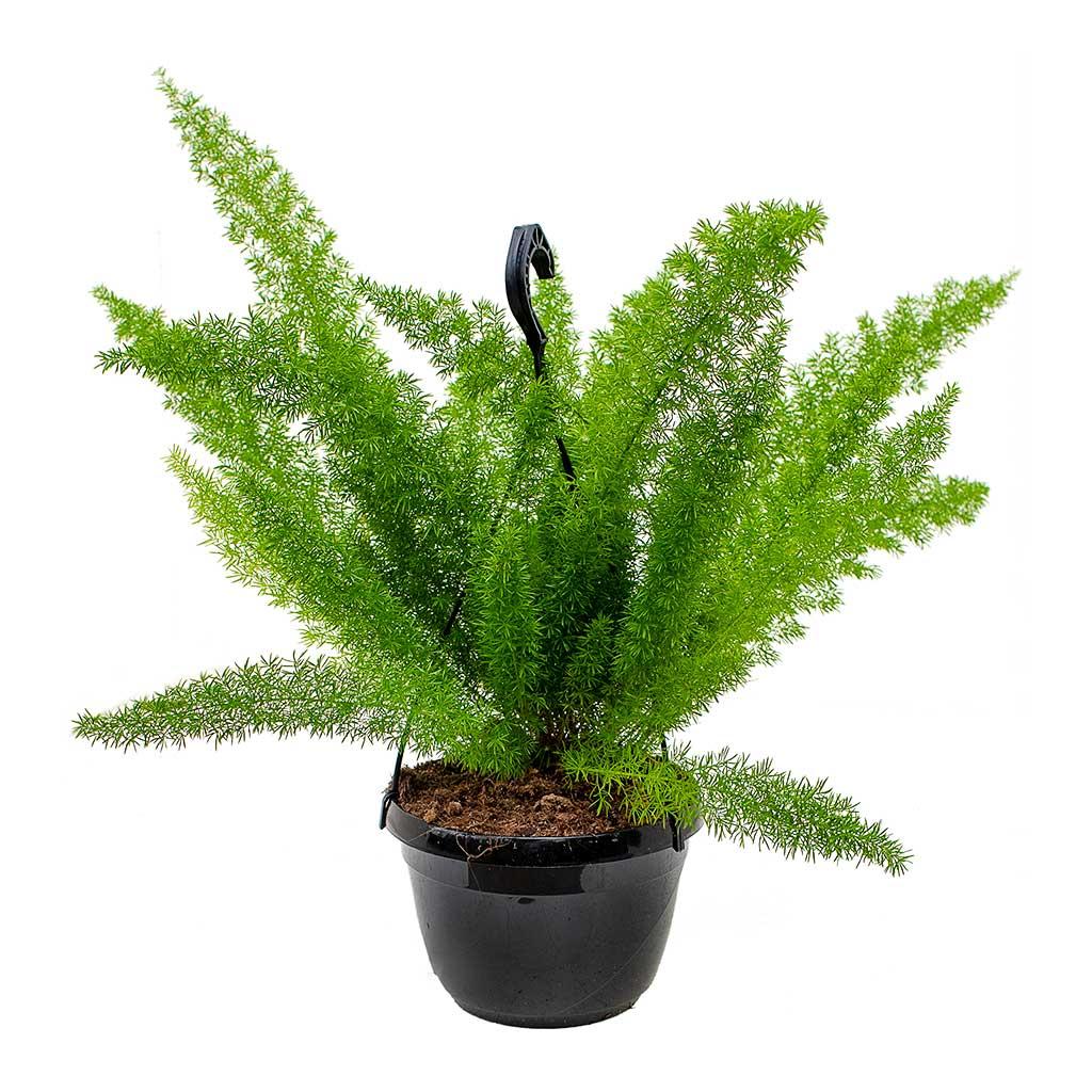 Fern Asparagus Densiflorus Myersii - View 14 from www redcrocus com