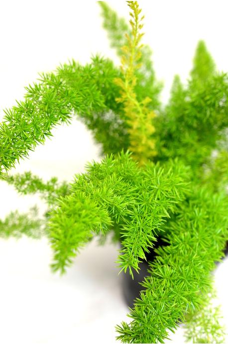 Fern Asparagus Densiflorus Myersii - View 16 from www redcrocus com