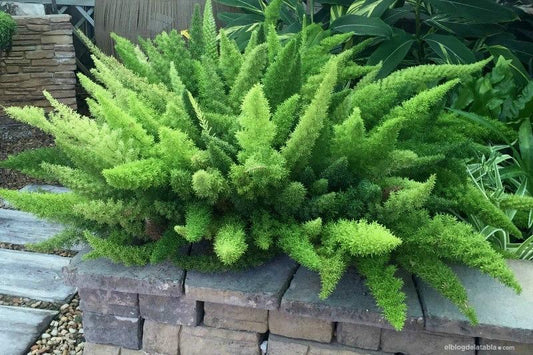 Fern Asparagus Densiflorus Myersii - View 1 from www redcrocus com