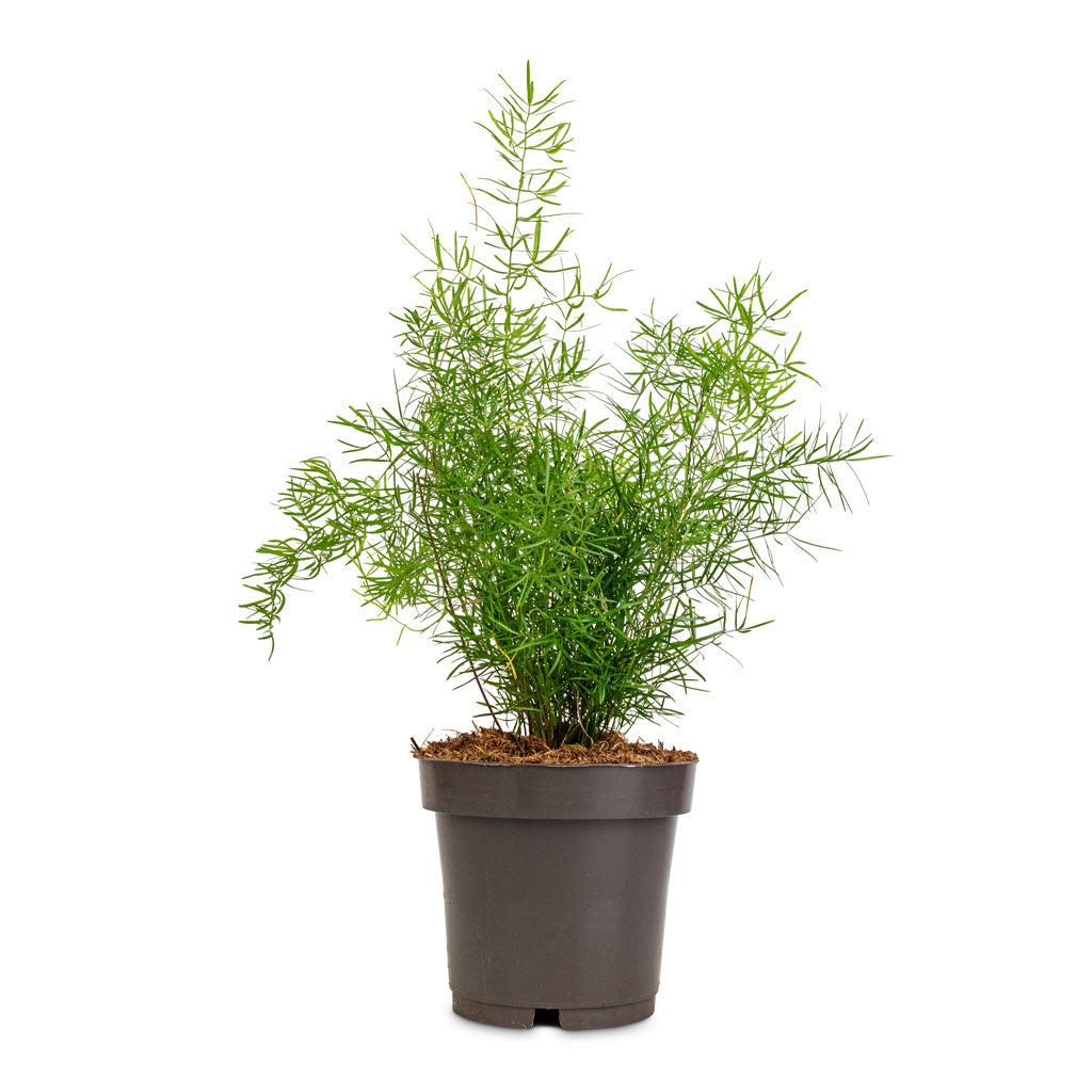 Fern Asparagus Densiflorus Myersii - View 20 from www redcrocus com