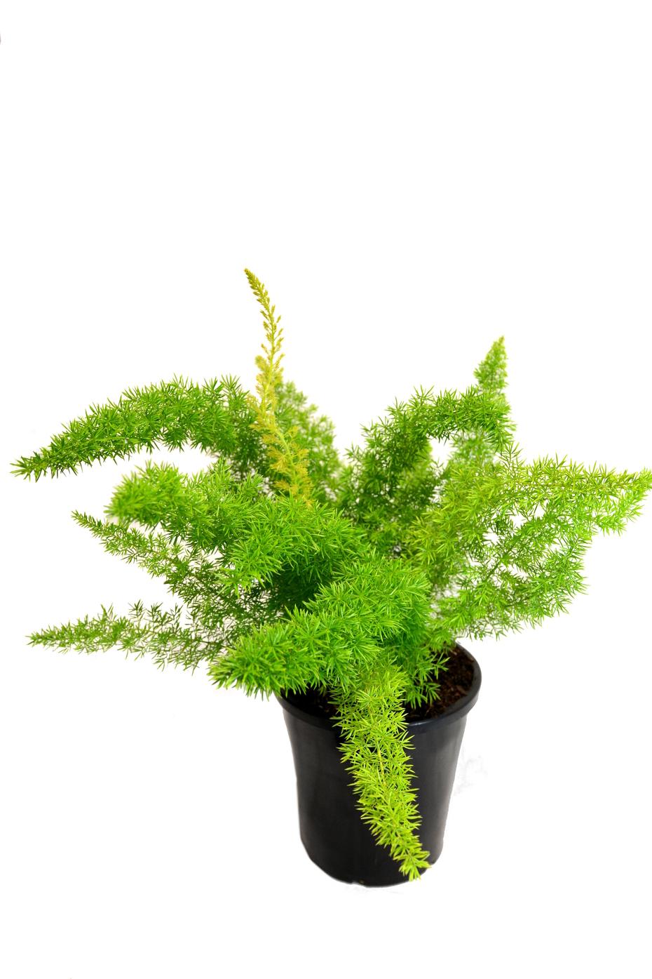 Fern Asparagus Densiflorus Myersii - View 2 from www redcrocus com