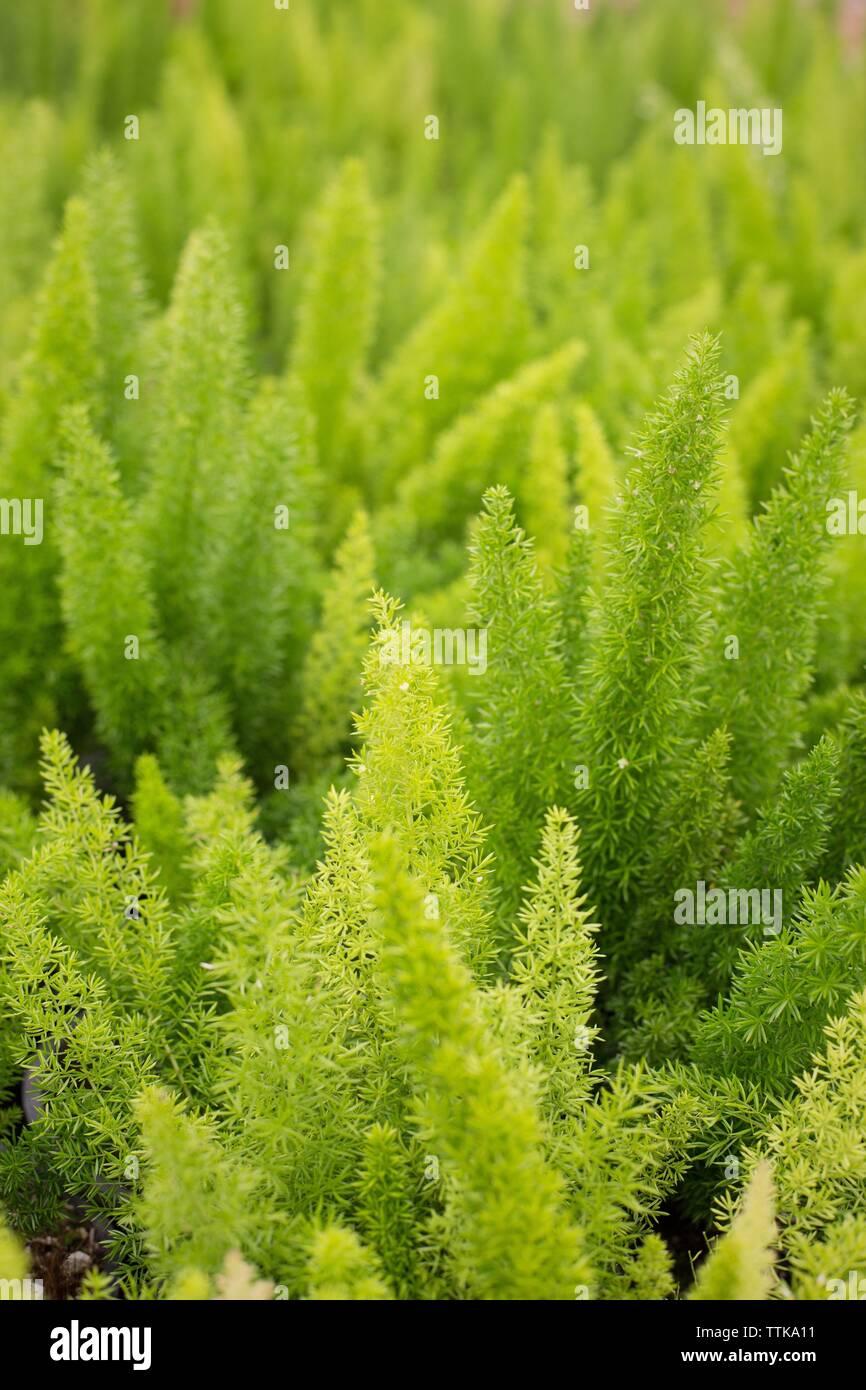 Fern Asparagus Densiflorus Myersii - View 3 from www redcrocus com