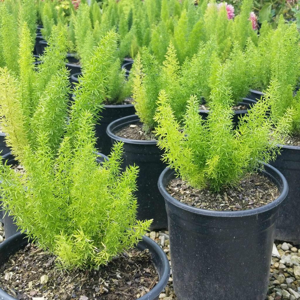 Fern Asparagus Densiflorus Myersii - View 4 from www redcrocus com