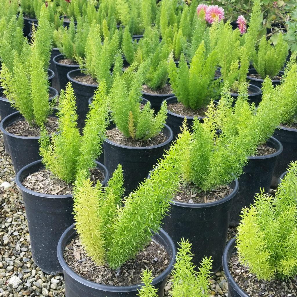 Fern Asparagus Densiflorus Myersii - View 5 from www redcrocus com