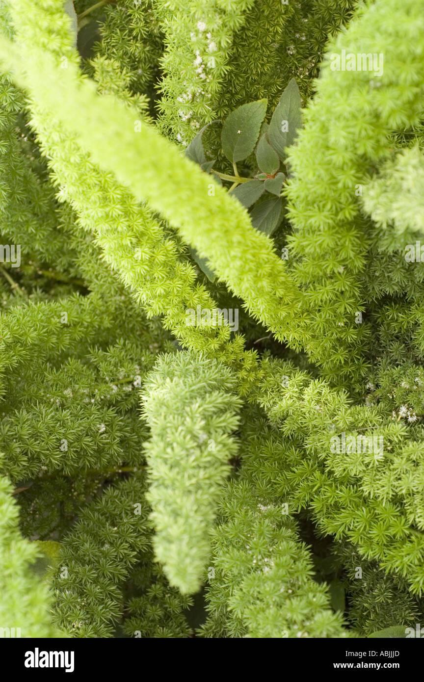 Fern Asparagus Densiflorus Myersii - View 7 from www redcrocus com