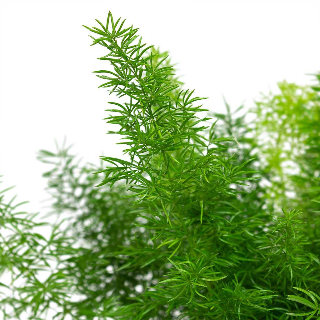 Fern Asparagus Densiflorus Myersii - View 9 from www redcrocus com