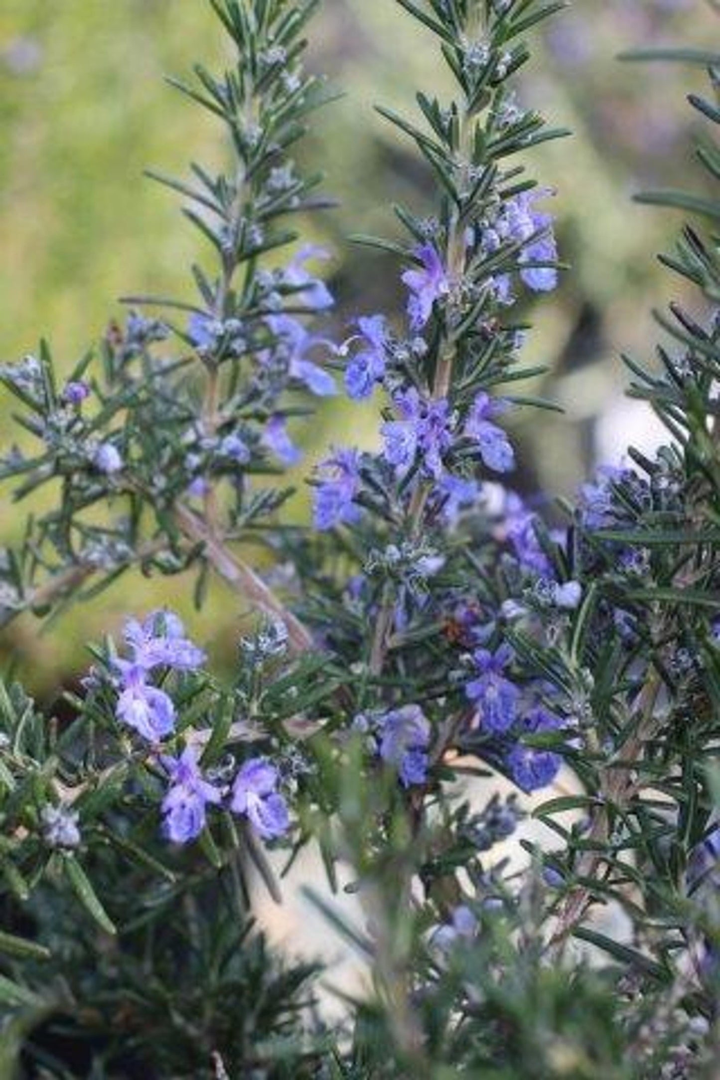 Rosmarinus Officinalis Barbecue - View 10 from www redcrocus com