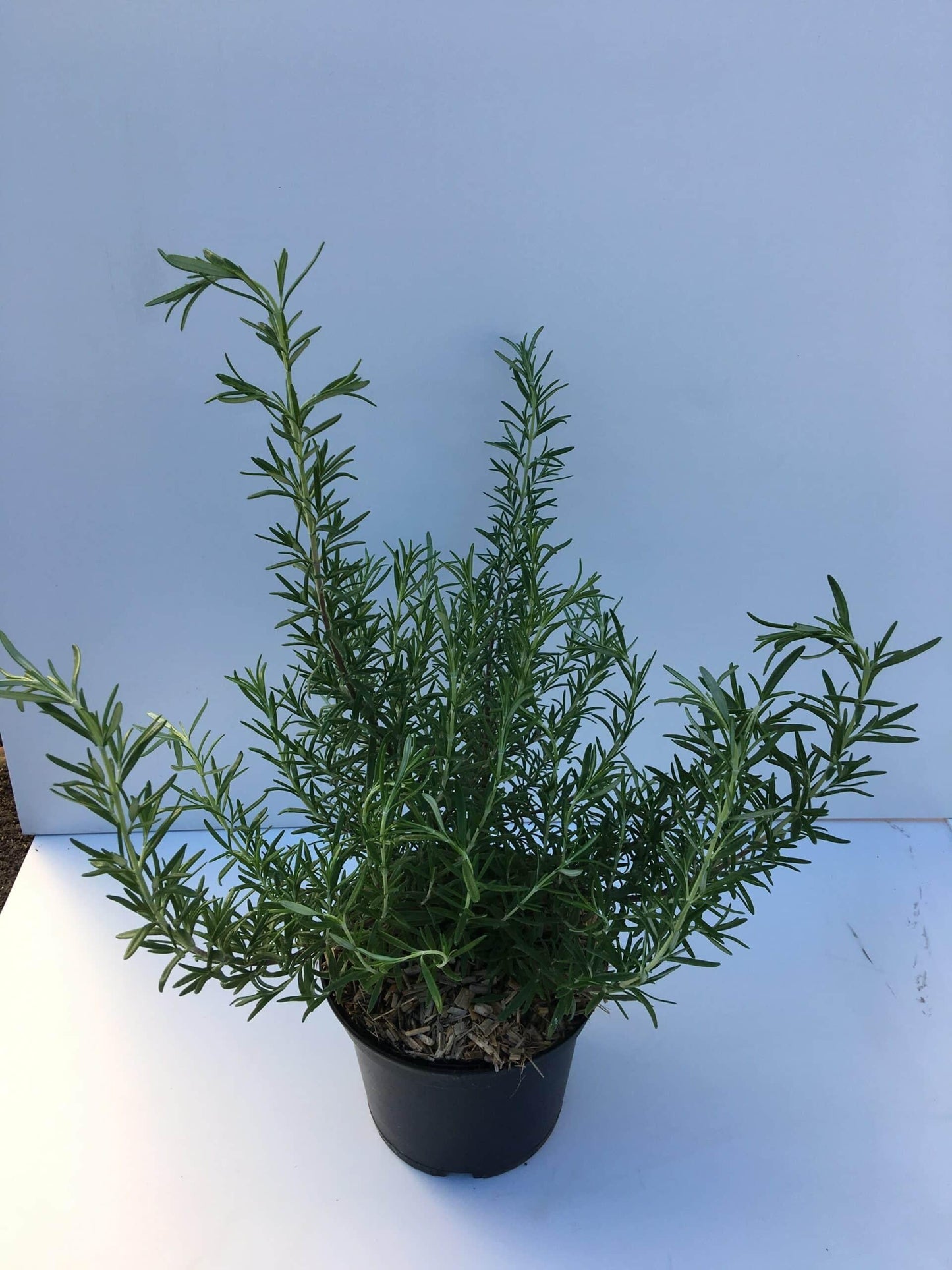 Rosmarinus Officinalis Barbecue - View 11 from www redcrocus com