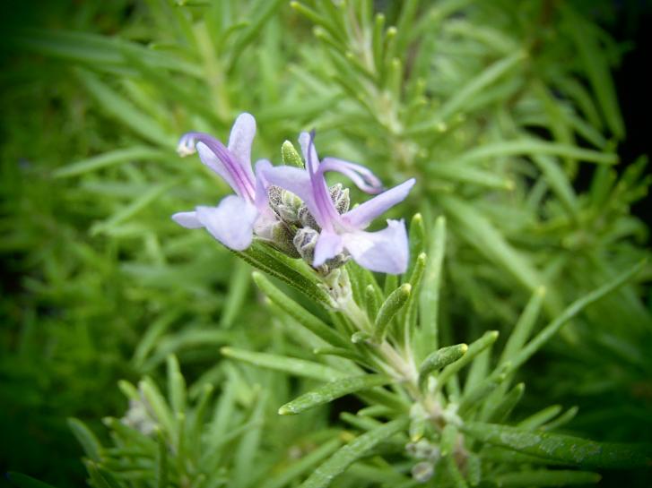 Rosmarinus Officinalis Barbecue - View 13 from www redcrocus com