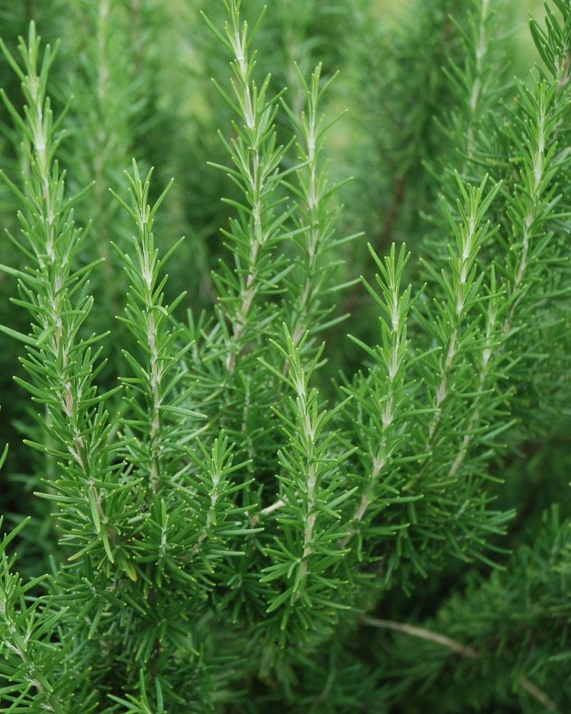 Rosmarinus Officinalis Barbecue - View 14 from www redcrocus com