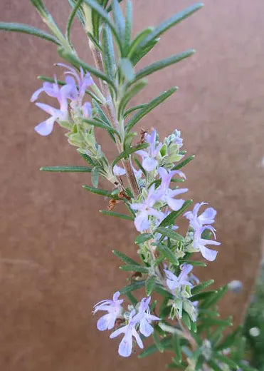 Rosmarinus Officinalis Barbecue - View 15 from www redcrocus com