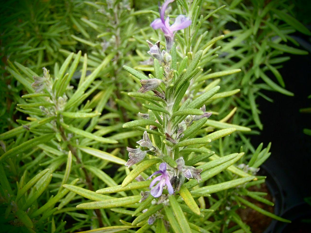 Rosmarinus Officinalis Barbecue - View 16 from www redcrocus com