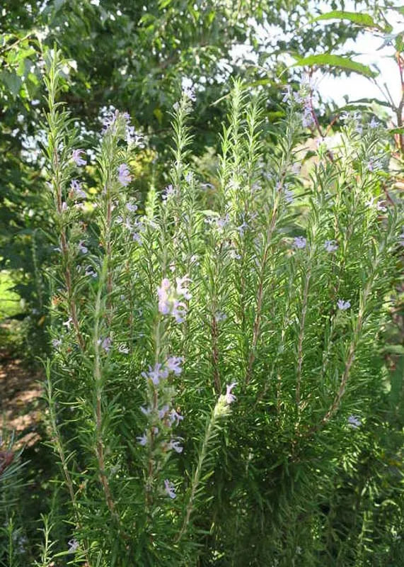Rosmarinus Officinalis Barbecue - View 1 from www redcrocus com