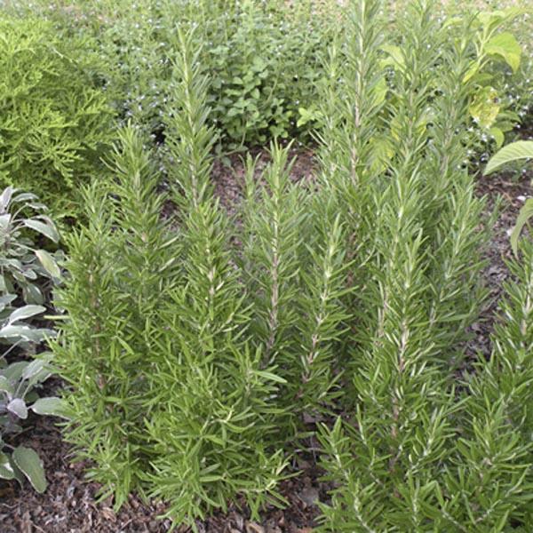 Rosmarinus Officinalis Barbecue - View 5 from www redcrocus com