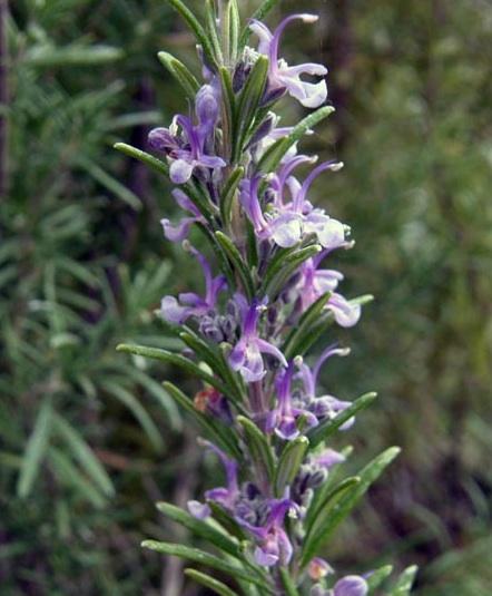 Rosmarinus Officinalis Barbecue - View 6 from www redcrocus com