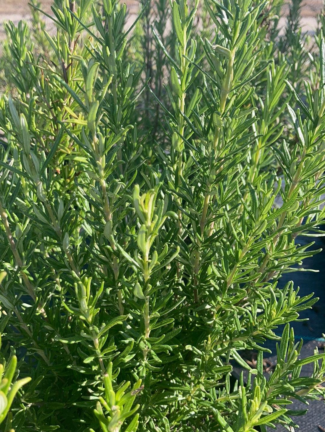 Rosmarinus Officinalis Barbecue - View 8 from www redcrocus com