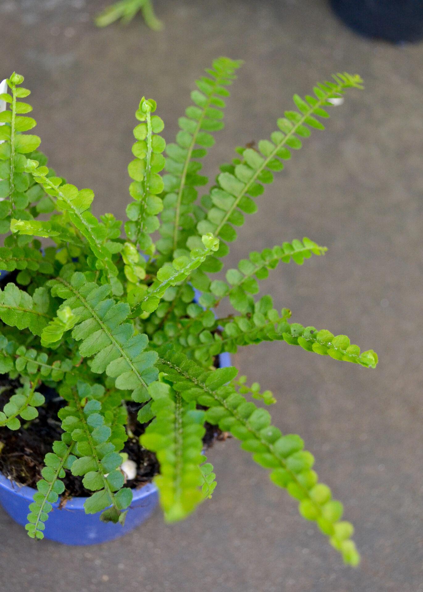 Fern Nephrolepis Assorted - View 12 from www redcrocus com