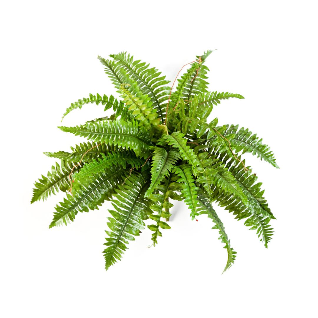 Fern Nephrolepis Assorted - View 14 from www redcrocus com