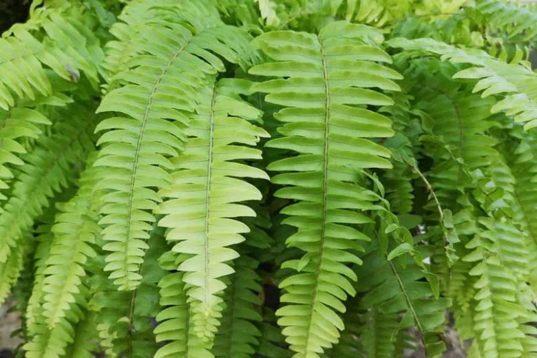 Fern Nephrolepis Assorted - View 16 from www redcrocus com