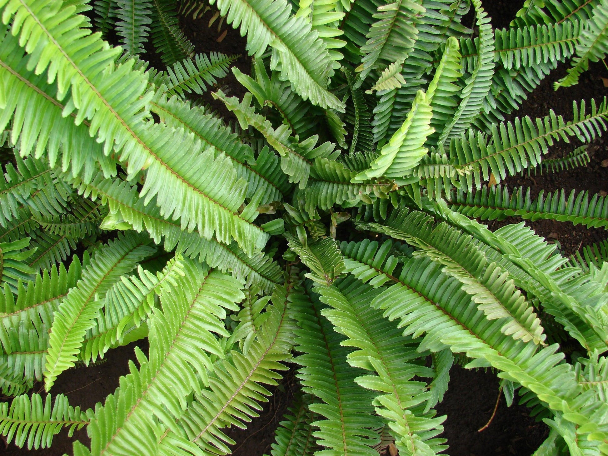 Fern Nephrolepis Assorted - View 2 from www redcrocus com