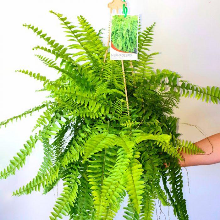 Fern Nephrolepis Assorted - View 3 from www redcrocus com
