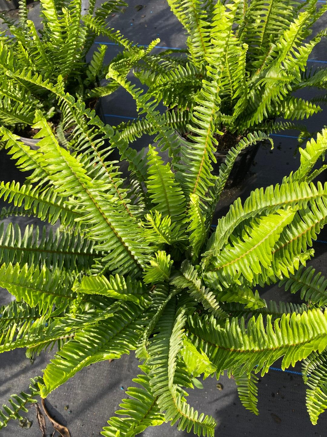 Fern Nephrolepis Assorted - View 4 from www redcrocus com