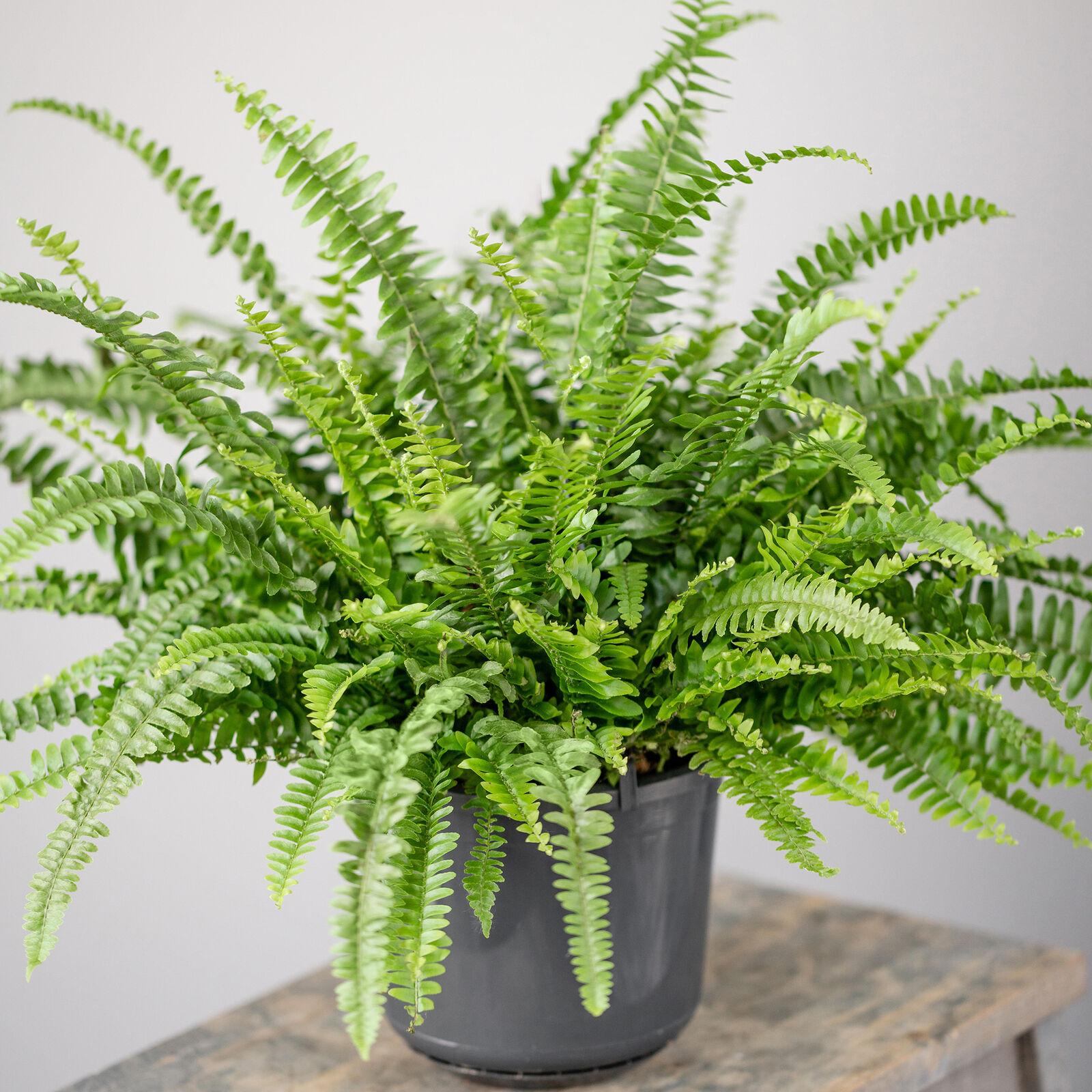Fern Nephrolepis Assorted - View 5 from www redcrocus com