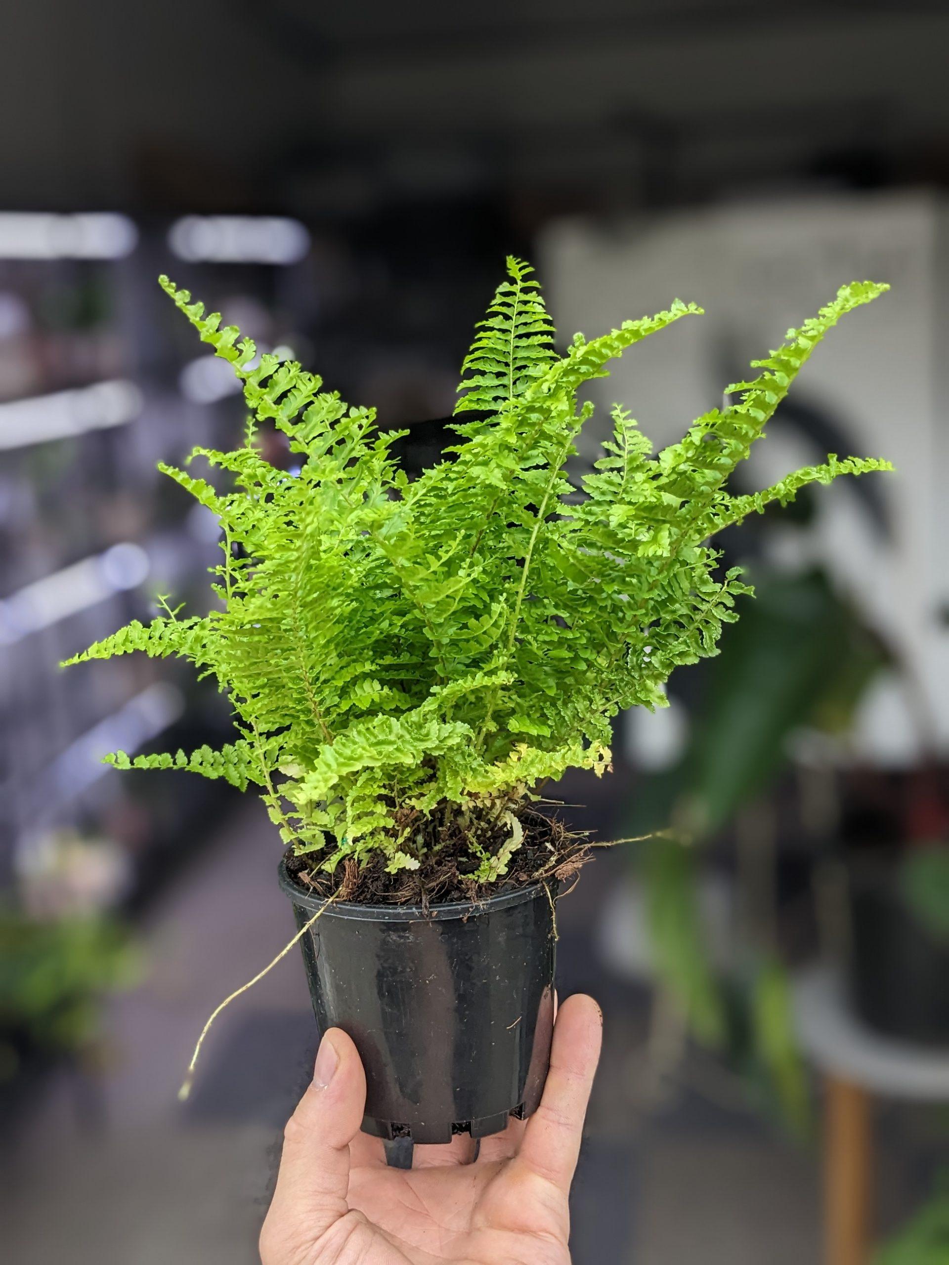 Fern Nephrolepis Assorted - View 6 from www redcrocus com