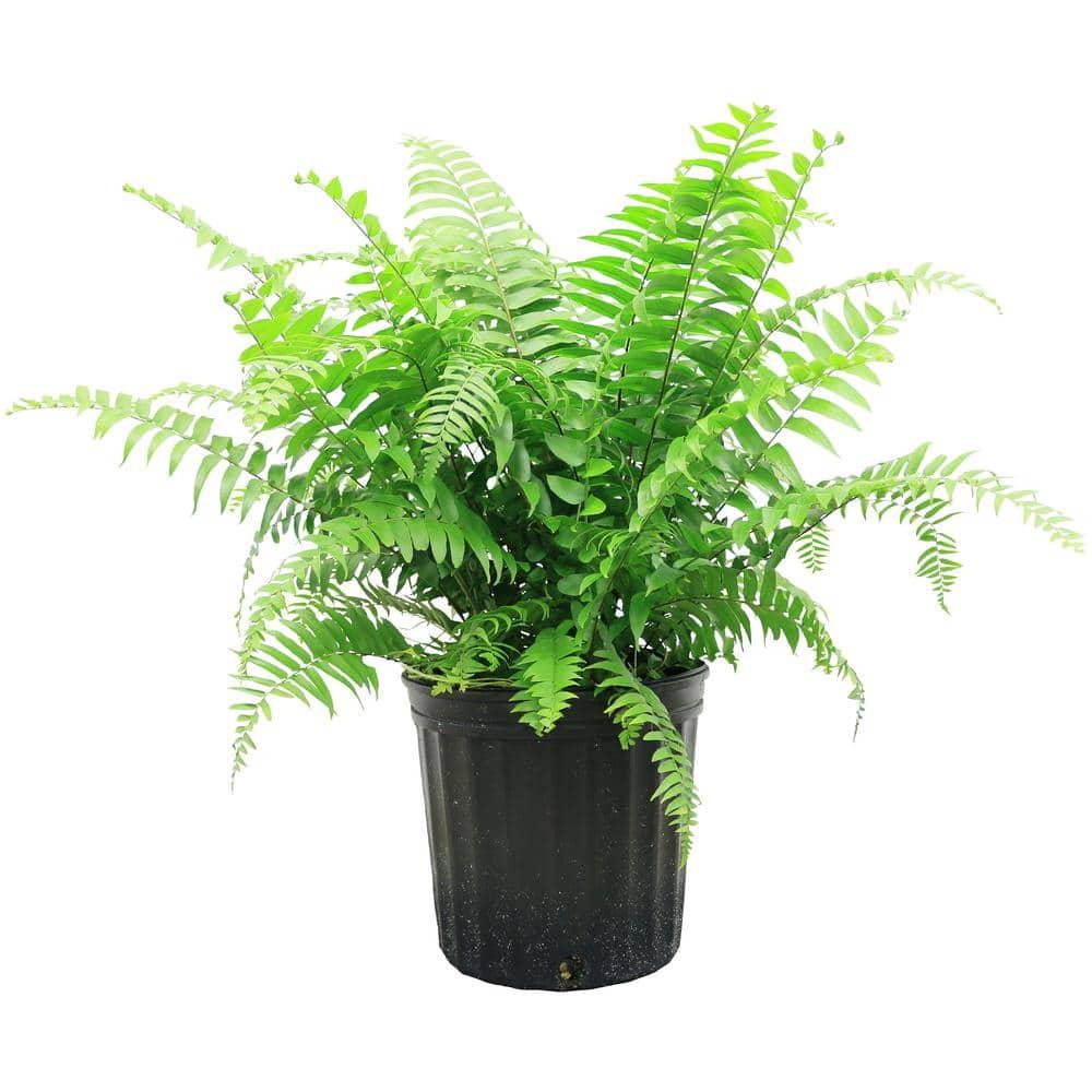 Fern Nephrolepis Assorted - View 8 from www redcrocus com