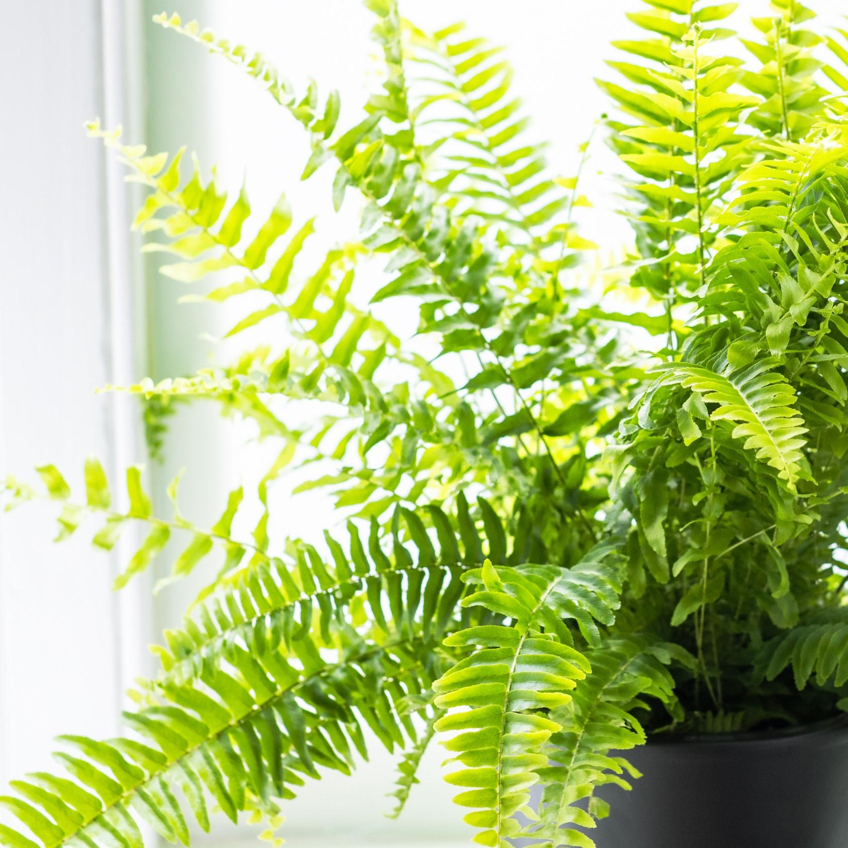 Fern Nephrolepis Assorted - View 9 from www redcrocus com