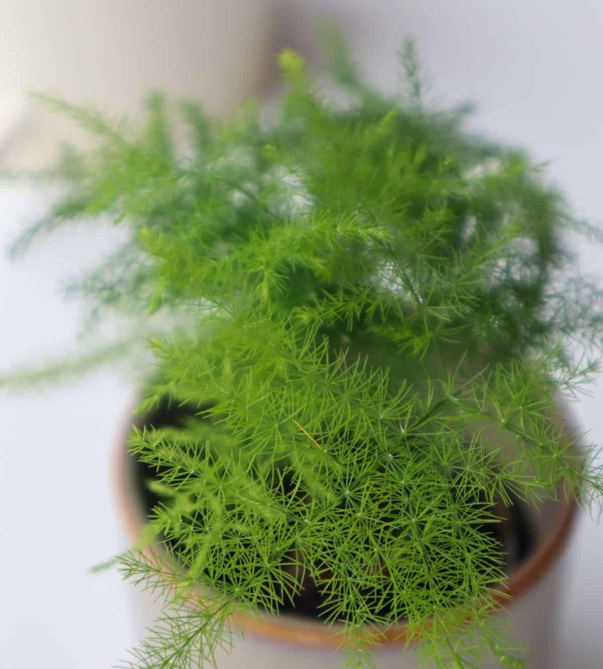 Fern Asparagus Assorted - View 10 from www redcrocus com