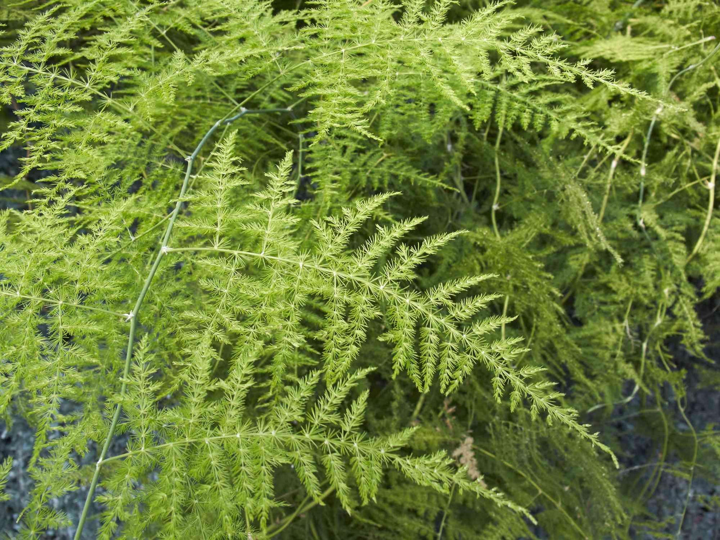 Fern Asparagus Assorted - View 11 from www redcrocus com