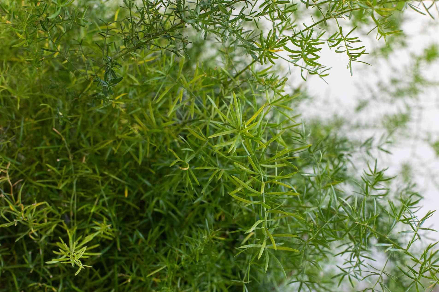 Fern Asparagus Assorted - View 12 from www redcrocus com