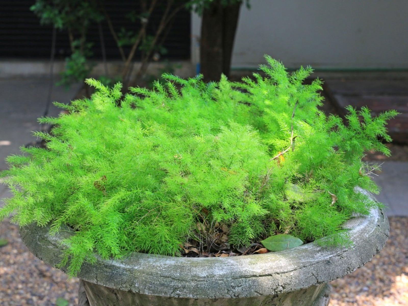Fern Asparagus Assorted - View 13 from www redcrocus com