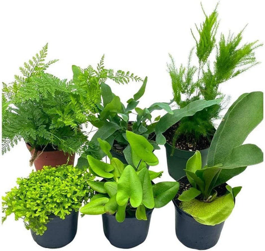 Fern Asparagus Assorted - View 1 from www redcrocus com
