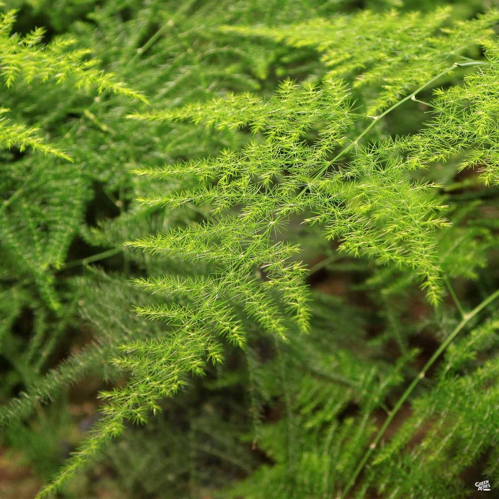 Fern Asparagus Assorted - View 2 from www redcrocus com