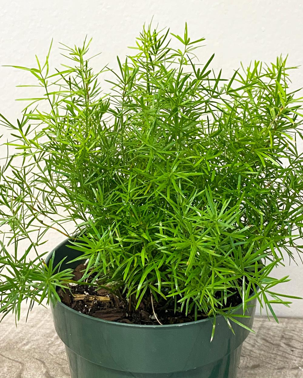 Fern Asparagus Assorted - View 5 from www redcrocus com